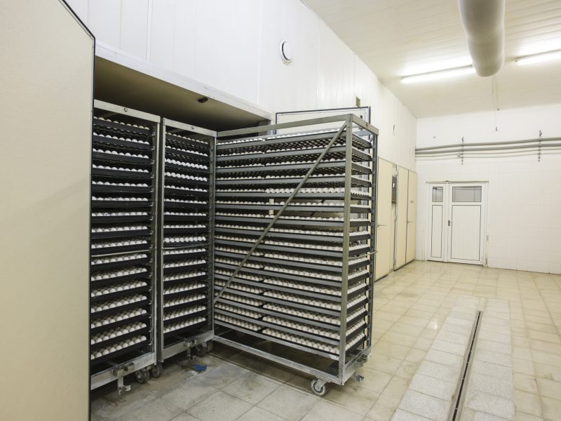 Modern packing, handling and transportation to incubators of high quality organic hatching eggs in Europe, high level of automation